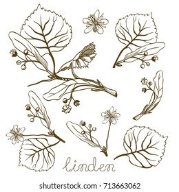 Ink linden herbal illustration. Hand drawn botanical sketch style. Vector illustration. Good for using in packaging - tea, oil, cosmetics etc.