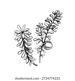 Ink line drawing of crowberry branches with leaves and a berry, in vintage botanical engraving style, usable for labels, packaging, prints, herbal branding and nature themed design.