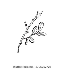Desenho de linha de tinta de um galho arbusto de taiga com folhas em estilo botânico vintage. Adequado para rótulos, embalagens, impressões, padrões e desenhos com temas naturais.