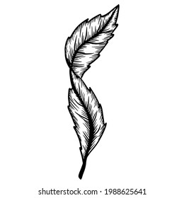 Ink line drawn leaf outline illustration element isolated. Vector contour drawing. Etching botanical art