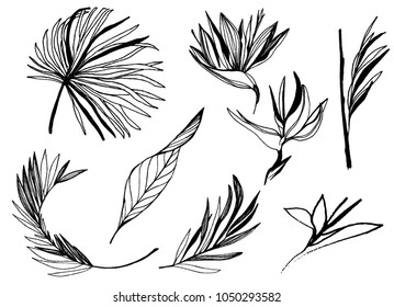ink line drawn tropical leaves. bird of paradise plant outline. Vector contour drawing. set of plants. etching botanical art.