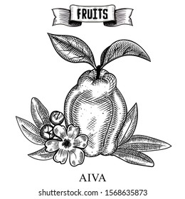 Ink line hand drawn retro vector illustration of isolated fruit. Cydonia, aiva Healthy food art easy customizing for flyers and posters