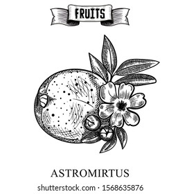 Ink line hand drawn retro vector illustration of isolated fruit. Austromyrtus dulcis, the midgen berry or midyim. Farm market produce. Food elements collection for design