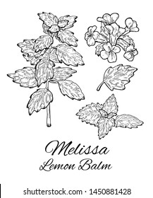 Ink Melissa hand drawn set. Retro botanical line art of balm mint. Medical herb and spice. Vintage raw Lemon balm branch, leaves and flowers. Herbal vector illustration isolated on white background