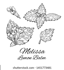 Ink Melissa hand drawn set. Retro botanical line art of balm mint. Medical herb and spice. Vintage raw Lemon balm leaves and flowers. Herbal vector illustration isolated on white background