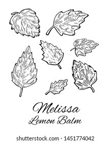 Ink Melissa hand drawn set. Retro botanical line art of balm mint. Medical herb and spice. Vintage raw Lemon balm leaves set. Herbal vector illustration isolated on white background