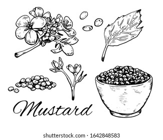 Ink Mustard hand drawn set. Retro botanical line art. Vintage raw dijon mustard, flowers, leaves and seeds in dip bowl. Herbal vector illustration isolated on white background