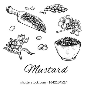 Ink Mustard seeds hand drawn set. Retro botanical line art. Vintage raw dijon mustard, flowers, seeds in dip bowl. Herbal vector illustration isolated on white background