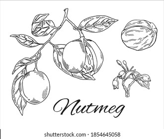 Juego dibujado a mano con la tinta Nutmeg. Esbozo vintage minimalista de ramas, nueces y brotes. Sencillo arte de la línea Nutmeg. Esbozo culinario retro de especias. Ilustración vectorial aislada en fondo blanco