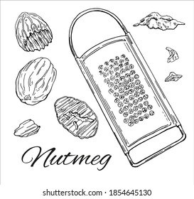 Ink Nutmeg handgezeichnet Set. Minimalistische Vintage-Skizze aus Nüssen, Graten und Gewürzen. Einfache Nutmeg Line Kunst. Retro Kochkunst. Vektorgrafik einzeln auf weißem Hintergrund