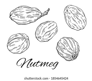 Ink Nutmeg hand drawn set. Minimalistic vintage sketch of nuts. Simple Nutmeg line art. Retro culinary sketch of seasoning. Vector Illustration isolated on white background