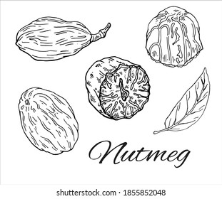 Ink Nutmeg handgezeichnet Set. Minimalistische Vintage-Skizze von Nüssen und Blättern. Einfache Nutmeg Line Kunst. Retro kulinarische Kulisse für Gewürze. Vektorgrafik einzeln auf weißem Hintergrund