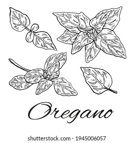 Ink Oregano hand drawn set. Oregano branches and leaves. Vintage botanical art. Medical herb and spice. Retro culinary sketch. Herbal vector illustration isolated on white background