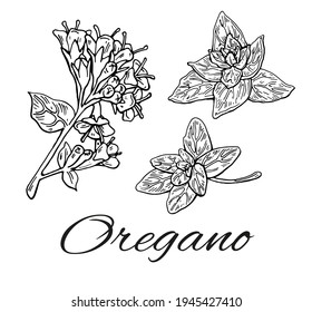 Ink Oregano hand drawn set. Oregano branches and flowers. Vintage botanical art. Medical herb and spice. Retro culinary sketch. Herbal vector illustration isolated on white background