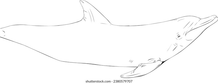 ink outline of dolphin for coloring book