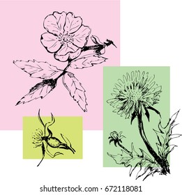 Ink painted wild rose and dandelion.