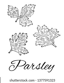 Ink Parsley hand drawn set. Retro botanical line art. Medical herb and spice. Vintage raw parsley. Stylish monochrome black and white sketch. Herbal vector illustration isolated on white background