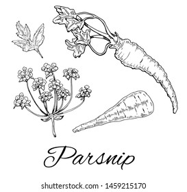 Ink Parsnip hand drawn set. Including roots, flowers and leaves. Retro botanical line art. Organic food, eco sketch. Vector illustration isolated on white background