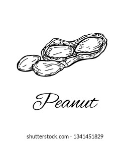 Ink Peanut. Hand drawn sketch of peanuts. Retro Line art of nuts. Vector Illustration isolated on white background