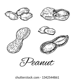 Ink Peanuts hand drawn set. Vintage sketch of peanut. Retro line art of nuts. Vector Illustration isolated on white background