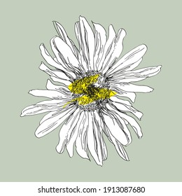 Ink pen chamomile flower illustration