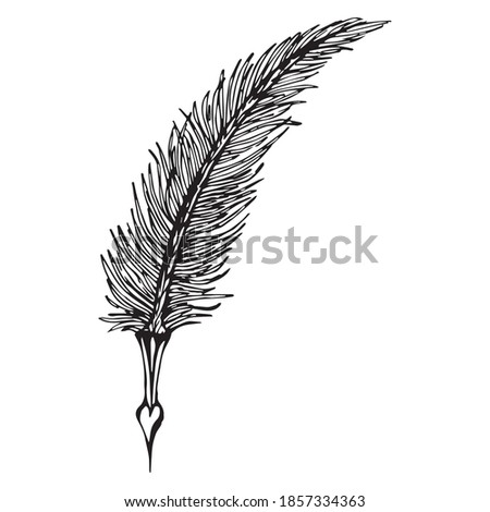 Ink pen. Feather. Vector illustration of pen for ink calligraphy.