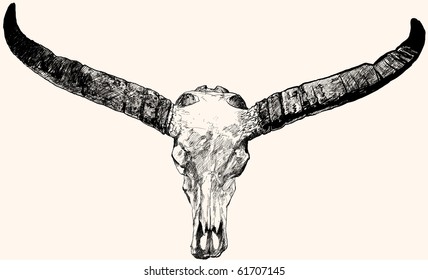 Ink pen hand drawing of a bull Skull