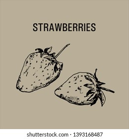Ink pen illustration with hand drawn strawberries in vintage style