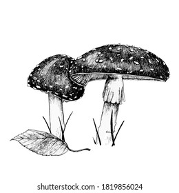 Ink or pen sketch of a toadstools on white background. Isolated drawing mushrooms on white. 