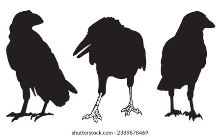 Ink pen vector set of silhouettes of crows isolated on white background. Elements for design,tattoo and printing	