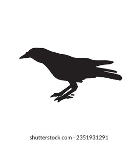Ink pen vector silhouette of crow isolated on white background. Element for design,tattoo and printing