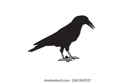 Ink pen vector silhouette of crow isolated on white background. Element for design,tattoo and printing