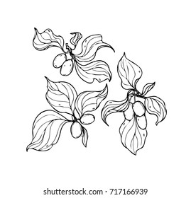 Ink, pencil,  autumn fruits leaves and branches of thorns isolate. Line art transparent background. Hand drawn nature painting. Freehand sketching illustration. 