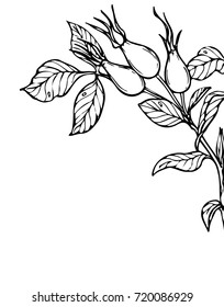 Ink, pencil, black and white   acorns sketch. Line art background. Hand drawn nature painting. Freehand sketching illustration. Ink frame of leaves.