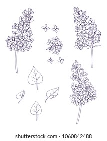 Ink, Pencil, Black And White Branches Of Lilac Sketch.Transparent Background. Hand Drawn Nature Painting. Freehand Sketching Illustration. 