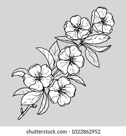 Ink, pencil, black and white flower sketch.Transparent background. Hand drawn nature painting. Freehand sketching illustration. 