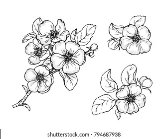 Ink, pencil, black and white flower sketch.Transparent background. Hand drawn nature painting. Freehand sketching illustration. 