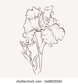 Ink, pencil, black and white iris flowers sketch.Transparent background. Hand drawn nature painting. Freehand sketching illustration.