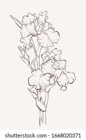 Ink, pencil, black and white iris flowers sketch.Transparent background. Hand drawn nature painting. Freehand sketching illustration.