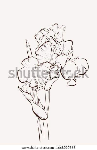 インク 鉛筆 白黒のアヤメの花のスケッチ 透明な背景 手描きの自然の絵 フリーハンドスケッチのイラスト のベクター画像素材 ロイヤリティフリー
