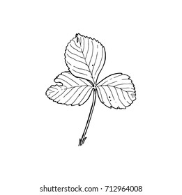 Ink, pencil, black and white  leaf strawberry sketch. Line art background. Hand drawn nature painting. Freehand sketching illustration. Ink wash painting