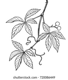 Ink, pencil, black and white plant sketch.Transparent background. Hand drawn nature painting. Freehand sketching illustration. 