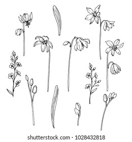 Ink, pencil, black and white snowdrop flower sketch.Transparent background. Hand drawn nature painting. Freehand sketching illustration. 