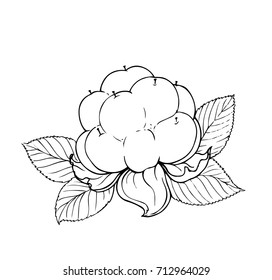 Ink, pencil, black and white strawberry sketch. Line art background. Hand drawn nature painting. Freehand sketching illustration. Ink wash painting