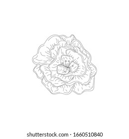 Ink, pencil, the flower isolated. Line art transparent background. Hand drawn nature painting. Freehand sketching illustration
