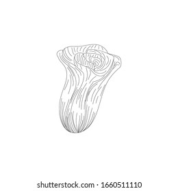 Ink, pencil, the flower isolated. Line art transparent background. Hand drawn nature painting. Freehand sketching illustration