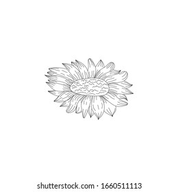 Ink, pencil, the flower isolated. Line art transparent background. Hand drawn nature painting. Freehand sketching illustration