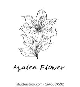 Ink, pencil flower sketch.Transparent background. Hand drawn nature painting. Freehand sketching illustration.