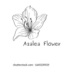 Ink, pencil flower sketch.Transparent background. Hand drawn nature painting. Freehand sketching illustration.