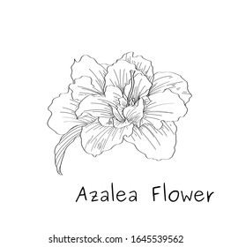 Ink, pencil flower sketch.Transparent background. Hand drawn nature painting. Freehand sketching illustration.